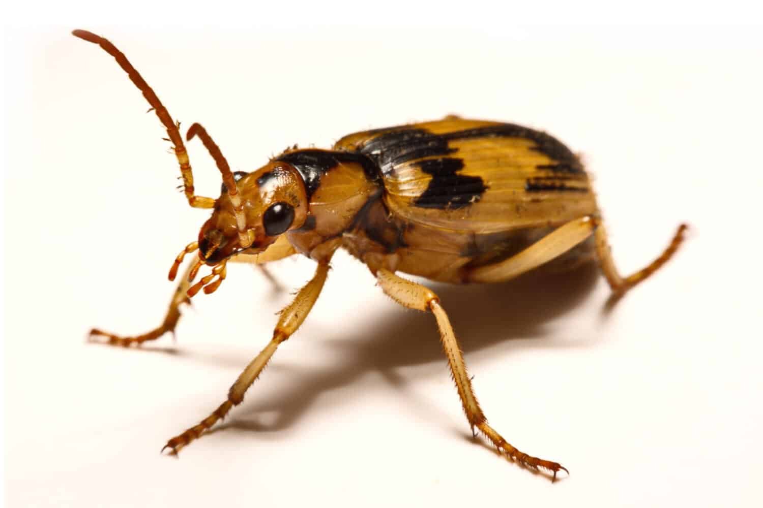 ಜೀರುಂಡೆಯ ಅದ್ಭುತ ರಾಸಾಯನಿಕ ಶಕ್ತಿ