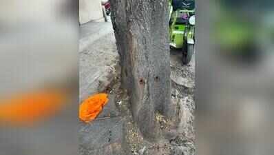 ವಿಜಯನಗರ | ಮರ ಕಡಿಯಲು ಅನುಮತಿ ಸಿಗದಿದ್ದಕ್ಕೆ ವಿಷ ಹಾಕಿದರೇ? ನಿವಾಸಿಗಳ ಆರೋಪ
